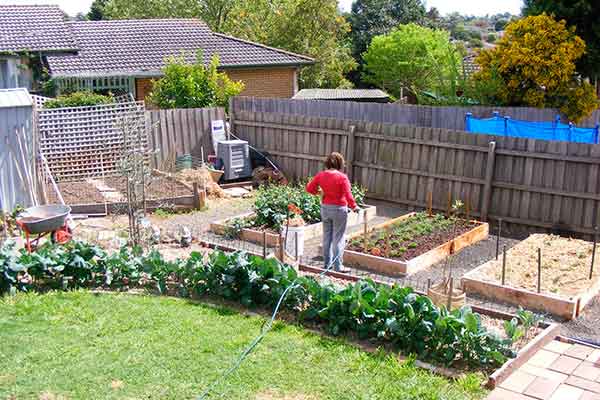 In a summary: Fixing your backyard as a source of nourishment. The smart little: Also called Micro Eco Farming, garden sufficiency is all about exploiting little (and often unpromising) plots of urban territory till they give a bumper harvest. It uses techniques like vertical horticulture and hydroponics to grow up and much more intensively. Applying pesticides isn't feasible, therefore it's by definition organic. Some strategies are low technology and dependent on the choice of sturdy and adaptable crops, like planting mushroom beds; many others are still works in progress, like growing fish.